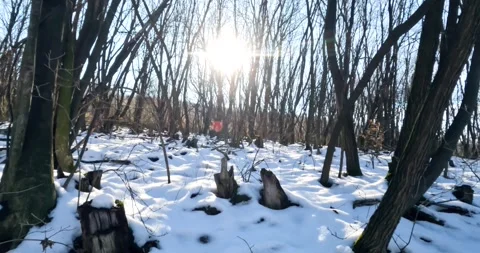 Sunlight Filters Through Bare Trees in a Snowy Forest Stock Footage 304053103