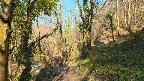 Sunlight filters through bare trees. Mount Ozren Vidéo 330607868