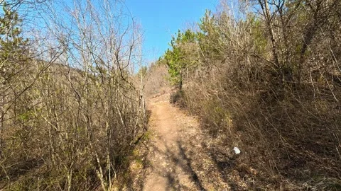 Sunlight filters through bare trees. Mount Ozren Vidéo 330657346