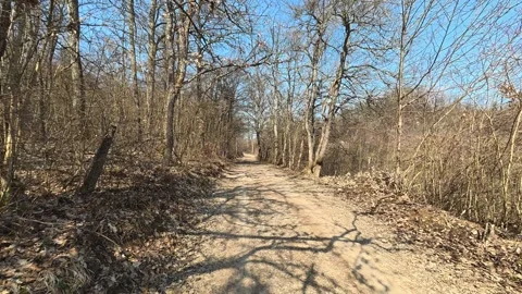 Sunlight filters through bare trees. Mount Rtanj Area, Serbia Vidéo 331279923