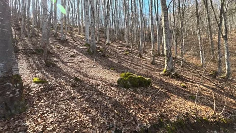 Sunlight filters through bare trees. Balkan, Eastern Europe, POV Video stock 331779093