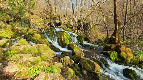 Sunlight filters through bare, winter trees. Grza River Spring, Serbia Vidéo 332374205