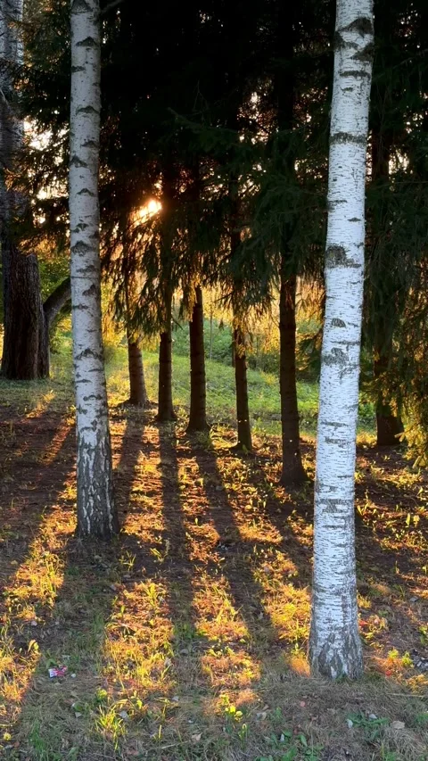 Sunlight filters through birch trees, casting long shadows on the ground in a Stock Footage 344516263