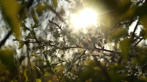 Sunlight filters through blooming branches, showcasing delicate white flowers Stock Footage 318542230