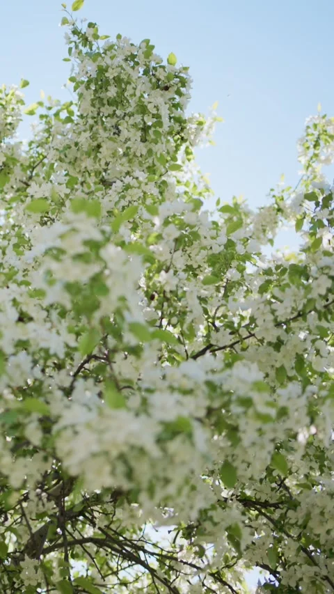 Sunlight filters through blossoming branches 스톡 동영상 331522757