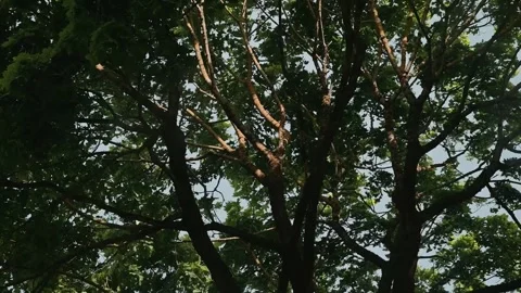 Sunlight filters through the branches and leaves of a tree canopy, creating Stock Footage 339016570