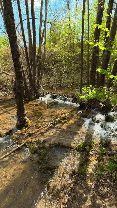 Sunlight filters through branches. Bigar Waterfall, Serbia. Vertical Видео 333699872