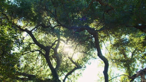 Sunlight filters through branches, highlighting the bark and creating a calm Stock Footage 281985457