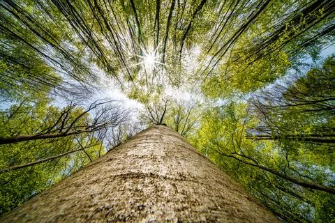 Sunlight filters through the branches of a tree in the forest Stock Photos