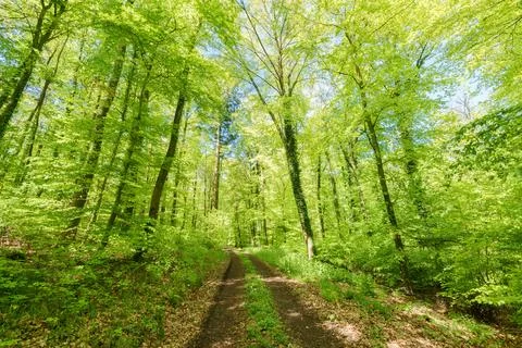 The sunlight filters through the branches of trees along a forest path, creat Stock Photos