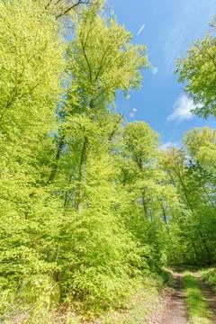 The sunlight filters through the branches of trees along a forest path, creat Foto stock