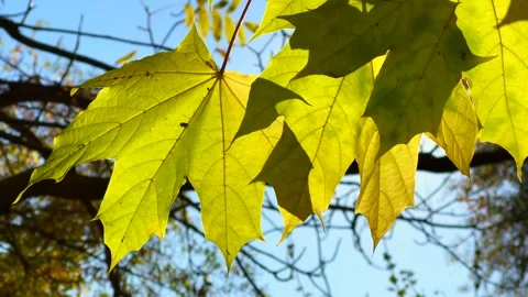 Sunlight filters through bright yellow and green maple leaves Stock Footage 316139301