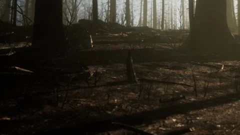 Sunlight Filters Through Burnt Trees in a Recovering Forest Landscape Stock Footage 344929810