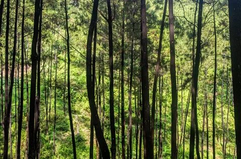 Sunlight filters through the canopy of a dense pine forest, creating a magi.. Stock Photos