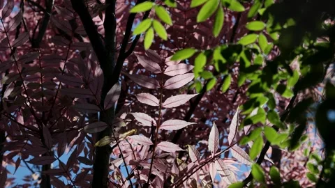 Sunlight filters through a canopy of pink and green leaves, creating Stock Footage 310516274