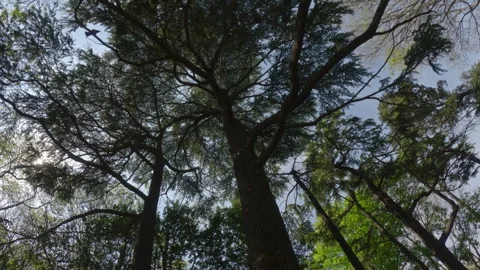 Sunlight filters through a canopy of towering trees, casting intricate shadows Stock Footage 274658365