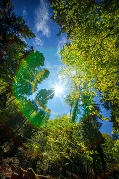 The sunlight filters through the canopy of trees in the forest, creating a be Stock Photos