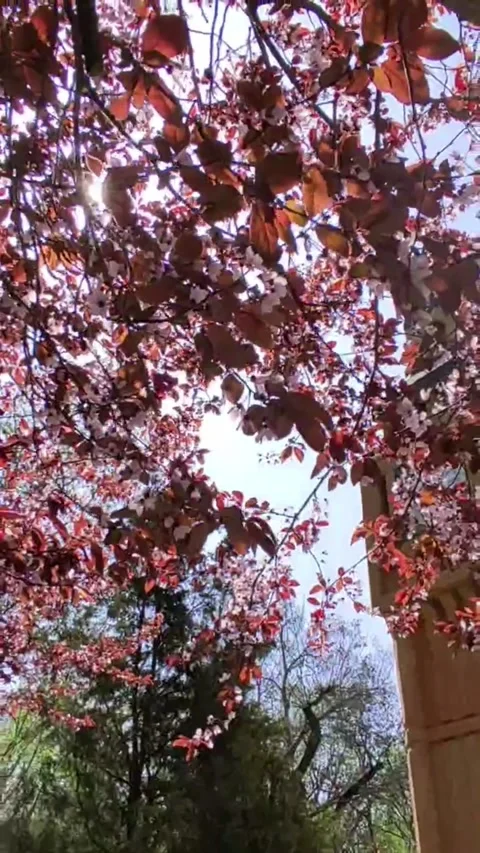 Sunlight filters through cherry blossom tree branches Stock Footage 272227405