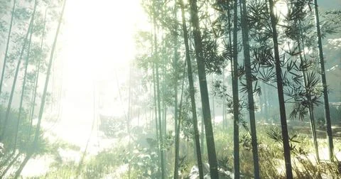 Sunlight filters through a dense bamboo forest creating a tranquil atmosphere Illustrazione stock