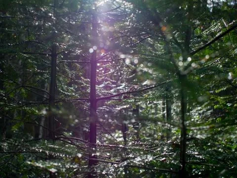 Sunlight filters through dense branches of young fir trees Foto stock