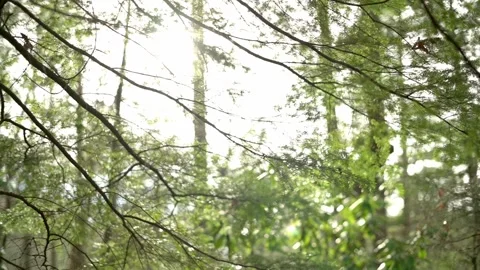 Sunlight filters through the dense canopy of a forest, creating a beautiful play Stockbeeldmateriaal 278187011