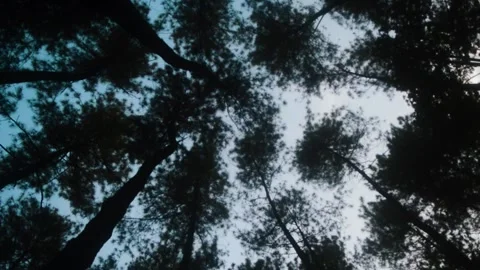 Sunlight filters through a dense canopy of pine trees in a mountainous fore.. Stock Footage 340057297