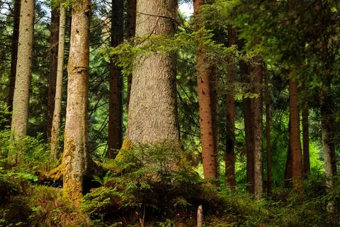 Sunlight filters through the dense canopy of ancient pine trees illuminatin.. Stock Photos