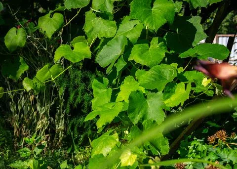 Sunlight filters through a dense canopy of vibrant green grape leaves Stock Photos