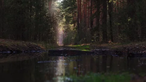 Sunlight filters through the dense foliage of a forest, creating a dappled Stock Footage 279992928