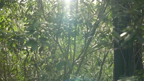 Sunlight filters through the dense foliage of a lush, green forest. The video Vidéo 280007287