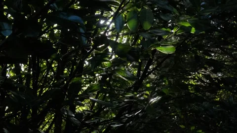 Sunlight filters through dense foliage in a serene forest setting Stockbeeldmateriaal 306392914