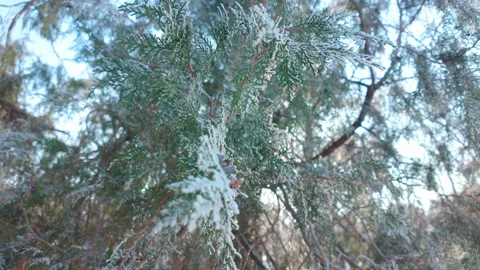 Sunlight filters through dense foliage of a cypress tree covered in hoarfrost, 動画素材 330541577
