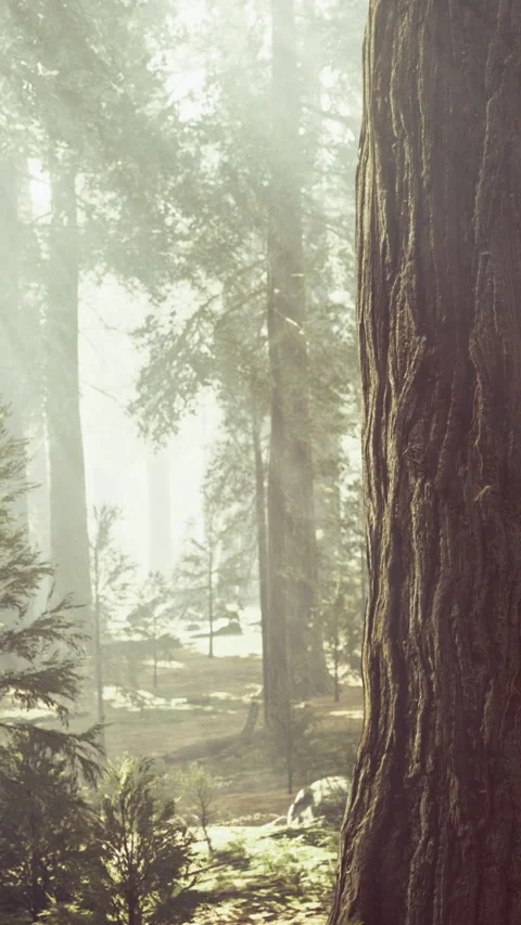 Sunlight filters through a dense forest of towering trees during morning hours Stock Footage 321316199