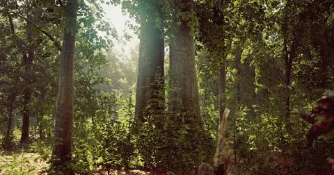 Sunlight filters through a dense forest showcasing tall trees and greenery Illustrazione stock