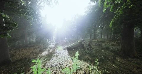 Sunlight filters through dense forest canopy illuminating fallen trees Stock Illustration