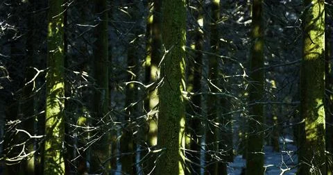 Sunlight filters through dense forest showcasing moss covered trees Stock Illustration