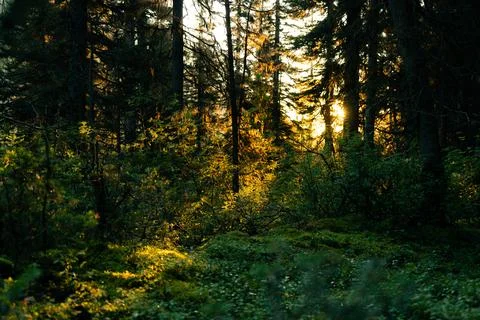 Sunlight Filters Through Dense Forest Canopy Stock Photos
