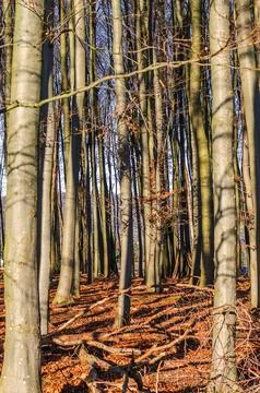 Sunlight filters through a dense forest of tall beech trees in late autumn Stock Photos