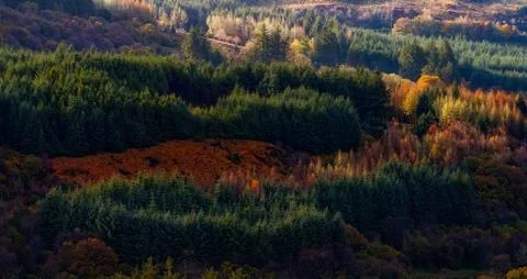 Sunlight filters through a dense forest canopy Stock Photos