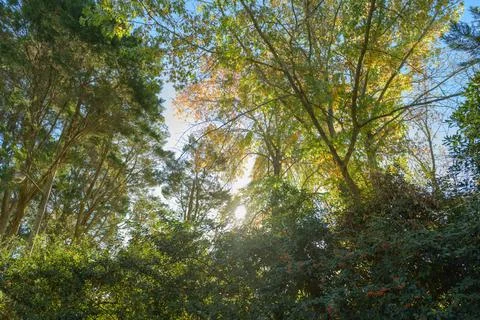 Sunlight filters through dense forest canopy Stock Photos