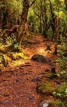 Sunlight filters through dense forest canopy illuminating a winding dirt path Stock Photos