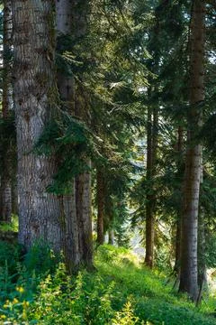 Sunlight filters through a dense forest canopy onto a lush green undergrowth Stock Photos