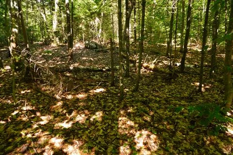 Sunlight filters through a dense forest canopy illuminating a path covered 写真素材