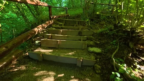 Sunlight filters through dense green canopy above. Veliki Buk, Serbia. Stock Footage 336888998