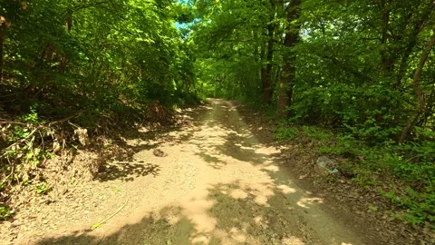 Sunlight filters through dense green canopy. Vrmdza Lake hike. Serbia Vídeo Stock 338023717