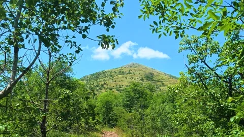 Sunlight filters through dense green foliage. Mount Rtanj, Serbia Video stock 342314558