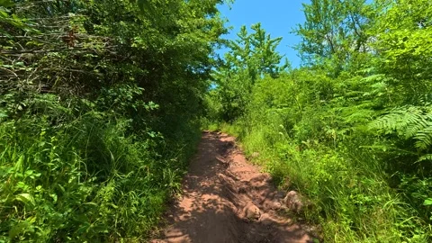 Sunlight filters through dense green foliage. Mount Rtanj, Serbia 스톡 동영상 342314568
