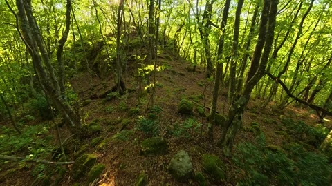 Sunlight filters through dense green forest canopy. Boracki krs Serbia 動画素材 345005557