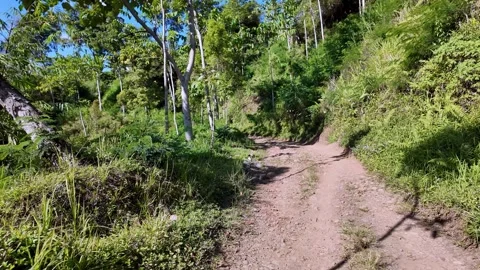 Sunlight filters through dense green canopy Видео 345143012