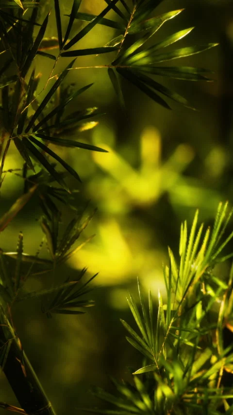 Sunlight filters through dense green bamboo leaves in a forest setting Stock Footage 346758597